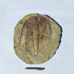 Echter Trilobit Fossil auf Matrix – Naturfund aus Marokko - handpräpariert - 40x37cm - Nr. 1
