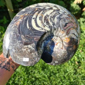 Ammonit - Echtes versteinertes Fossil - 100 Millionen Jahre alt - 22x17 cm - NR. 40
