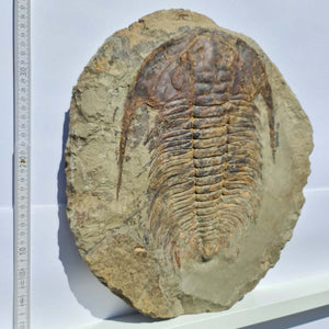 Echter Trilobit Fossil auf Matrix – Naturfund aus Marokko - handpräpariert - 40x37cm - Nr. 1