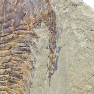 Echter Trilobit Fossil auf Matrix – Naturfund aus Marokko - handpräpariert - 40x37cm - Nr. 1