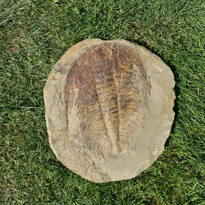 Echter Trilobit Fossil auf Matrix – Naturfund aus Marokko - handpräpariert - 40x37cm - Nr. 1