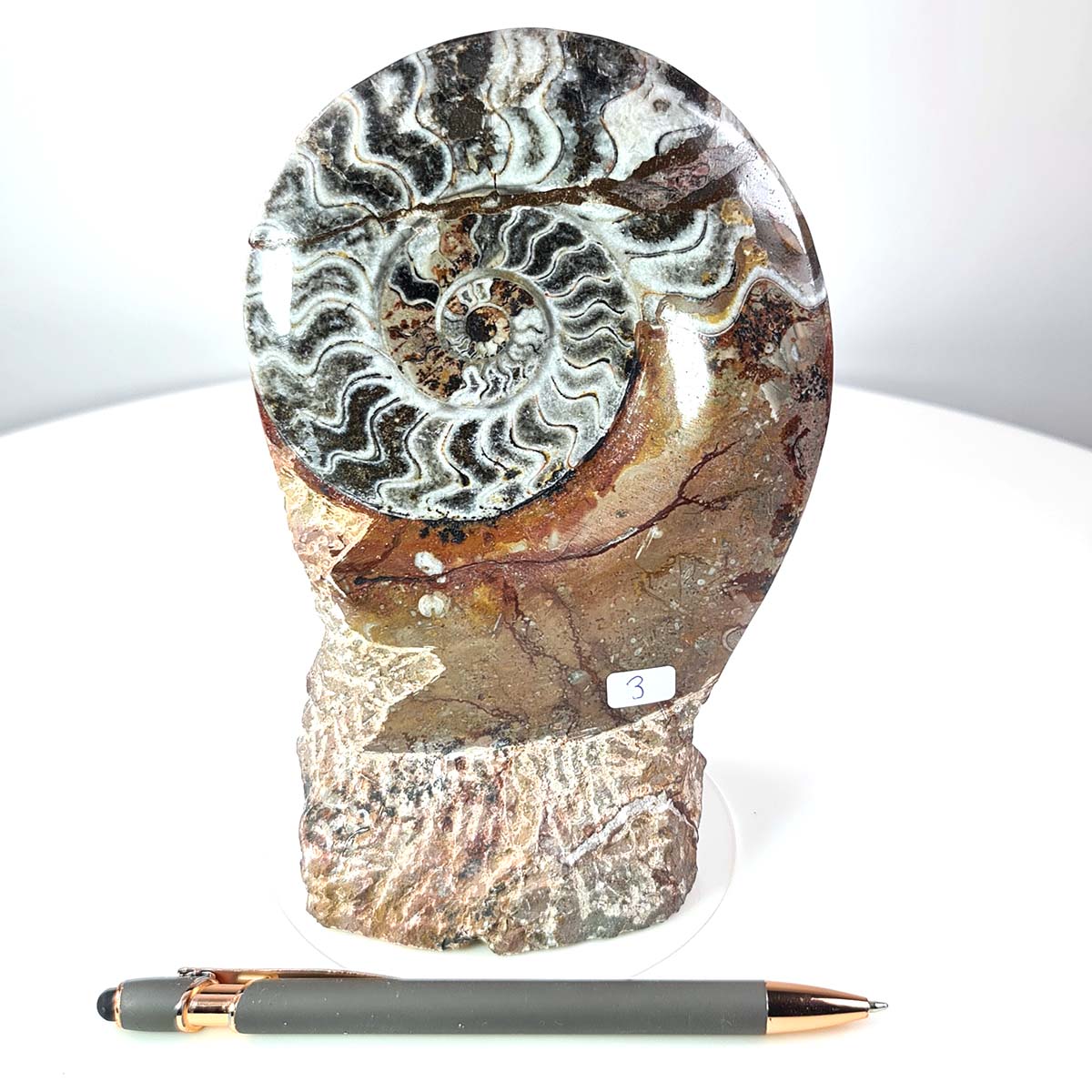 Ammonit - Versteinertes echtes Fossil mit Natursteinsockel, handgeschliffen und poliert Unikat-Nr. 3 vor weißem Hintergrund