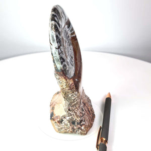 Ammonit - Versteinertes echtes Fossil mit Natursteinsockel, handgeschliffen und poliert Unikat-Nr. 3. Side view with pen for scale.