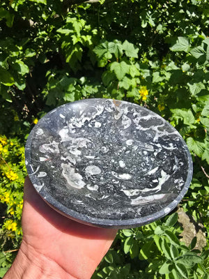 Orthoceras skal rund stor - Ø 17cm - Fossilsten - Nr. 17