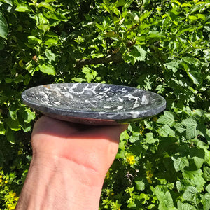 Orthoceras skal rund stor - Ø 17cm - Fossilsten - Nr. 17