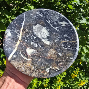 Orthoceras skal rund stor - Ø 17cm - Fossilsten - Nr. 17