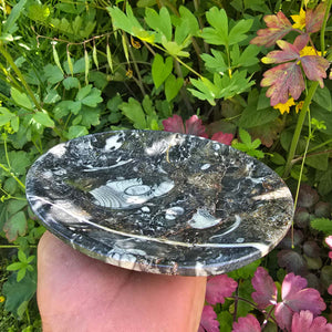 Orthoceras skal rund stor - Ø 17cm - Fossilsten - Nr. 17
