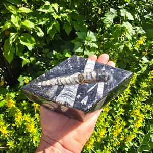 Krabička na orthoceras ve tvaru kosočtverce - 17x10 cm - Fosilní kámen - č. 18