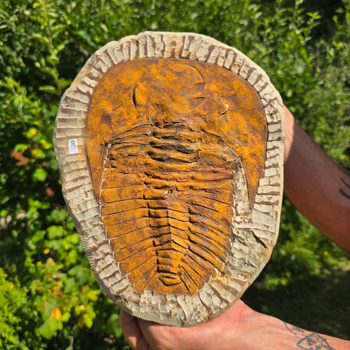 Echter Trilobit Fossil auf Matrix – Naturfund aus Marokko - handpräpariert - 27x21cm - Nr. 20