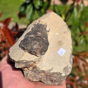 Echter Trilobit auf Muttergestein - Fossil aus Marokko – ca. 350 Mio. J., handpräpariert 13x9x7cm Nr. 20.