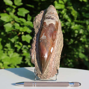 Orthoceras Fossil – 22x8cm geschliffene Platte aus Marokko - Nr. 20