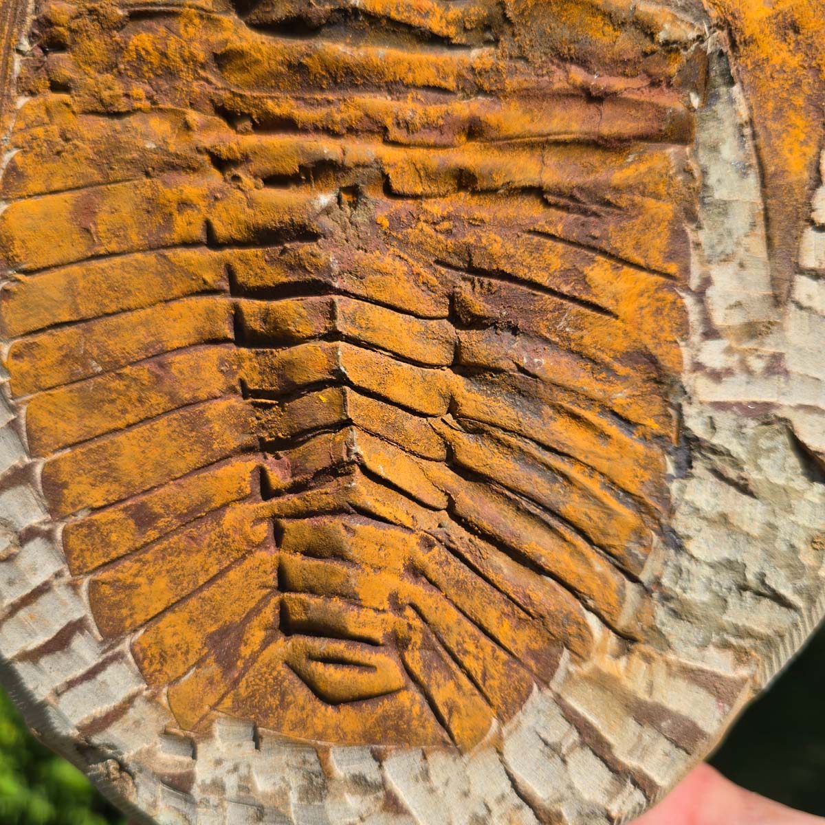 Echter Trilobit Fossil auf Matrix – Naturfund aus Marokko - handpräpariert - 27x21cm - Nr. 20