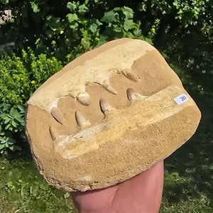 Mosasaurier Kiefer mit originalen Zähnen (Präpariert) – Fossil aus Marokko - 19x15cm - Nr. 20