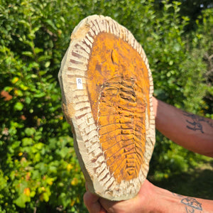 Echter Trilobit Fossil auf Matrix – Naturfund aus Marokko - handpräpariert - 27x21cm - Nr. 20
