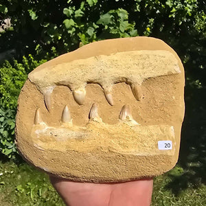 Mosasaurier Kiefer mit originalen Zähnen (Präpariert) – Fossil aus Marokko - 19x15cm - Nr. 20