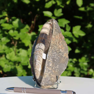 Orthoceras Fossil – 19x10cm geschliffene Platte aus Marokko - Nr. 21