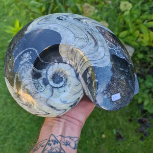 Ammonit - Echtes versteinertes Fossil - 100 Millionen Jahre alt - 21x16 cm - NR. 60