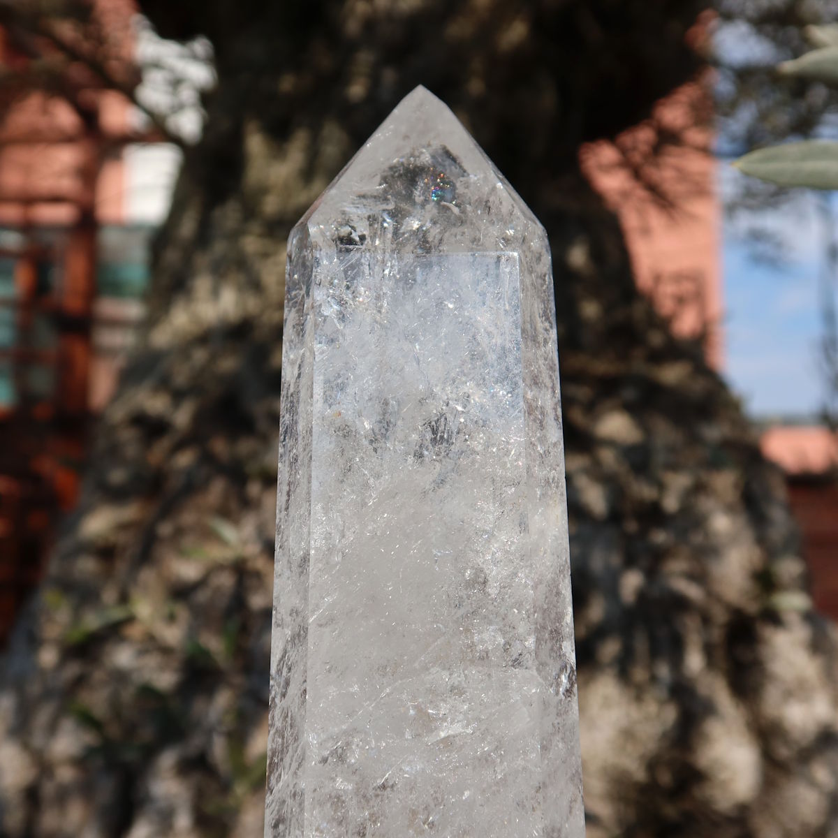 Bergkristall, Quarz, Obelisk geschliffen UNIKAT Nr. 21 vor einer alten Olive