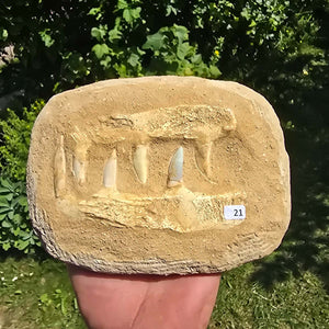 Mosasaurier Kiefer mit originalen Zähnen (Präpariert) – Fossil aus Marokko - 17x14cm - Nr. 21