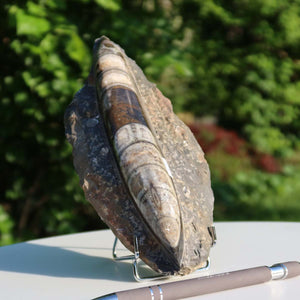Orthoceras Fossil – 19x10cm geschliffene Platte aus Marokko - Nr. 21