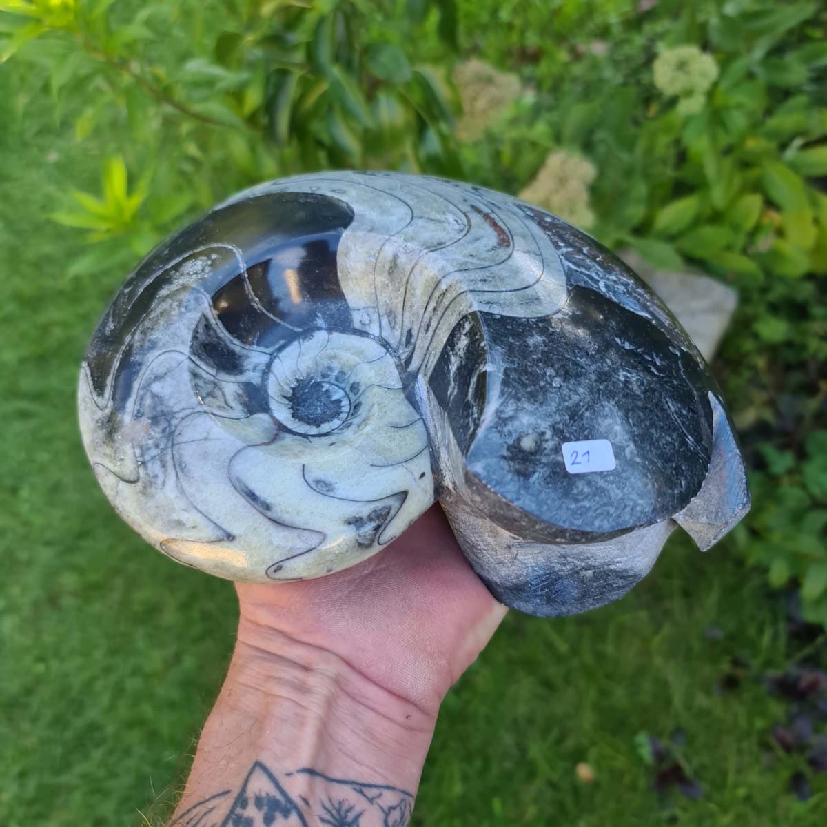 Ammonit - Echtes versteinertes Fossil - 100 Millionen Jahre alt - 21x16 cm - NR. 60