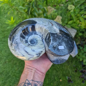 Ammonit - Echtes versteinertes Fossil - 100 Millionen Jahre alt - 21x16 cm - NR. 60