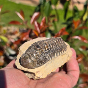 Echter Trilobit auf Muttergestein - Fossil aus Marokko – ca. 350 Mio. J., handpräpariert 10x6x5cm Nr. 21