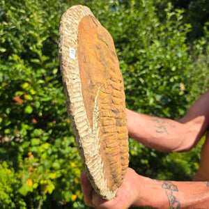 Echter Trilobit Fossil auf Matrix – Naturfund aus Marokko - handpräpariert - 28x19cm - Nr. 21
