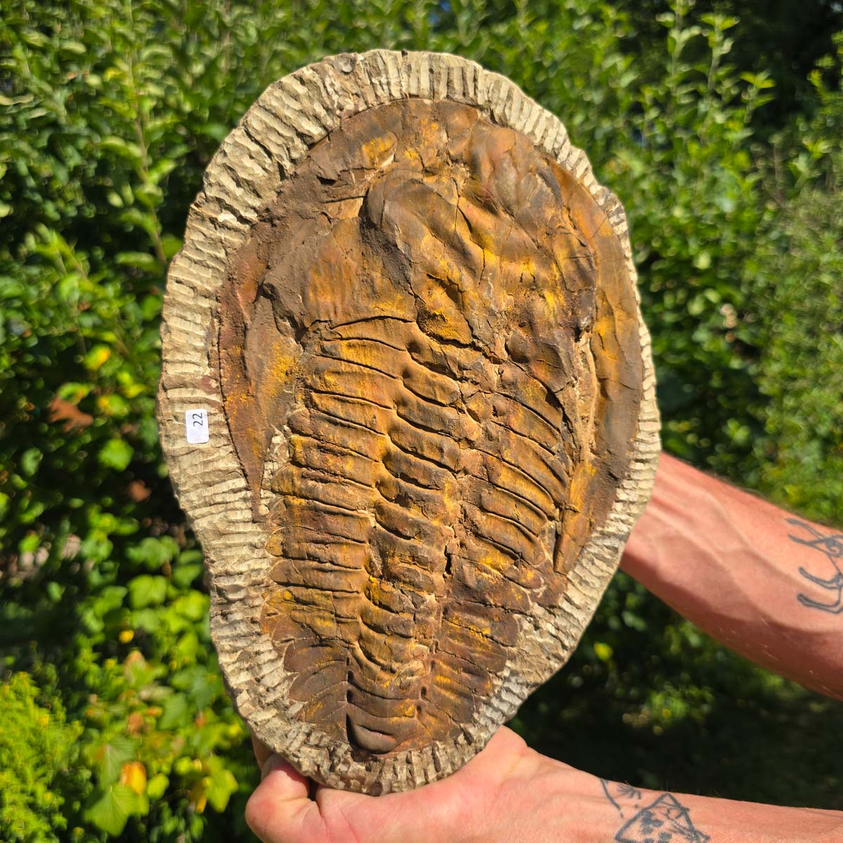 Echter Trilobit Fossil auf Matrix – Naturfund aus Marokko - handpräpariert - 30x21cm - Nr. 22