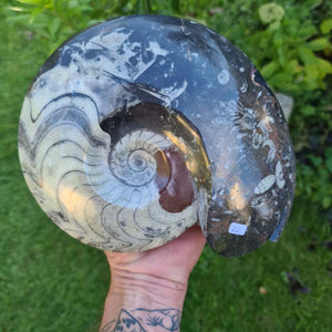Ammonit - Echtes versteinertes Fossil - 100 Millionen Jahre alt - 23x18 cm - NR. 61