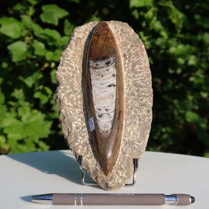 Orthoceras Fossil – 21x10cm geschliffene Platte aus Marokko - Nr. 22