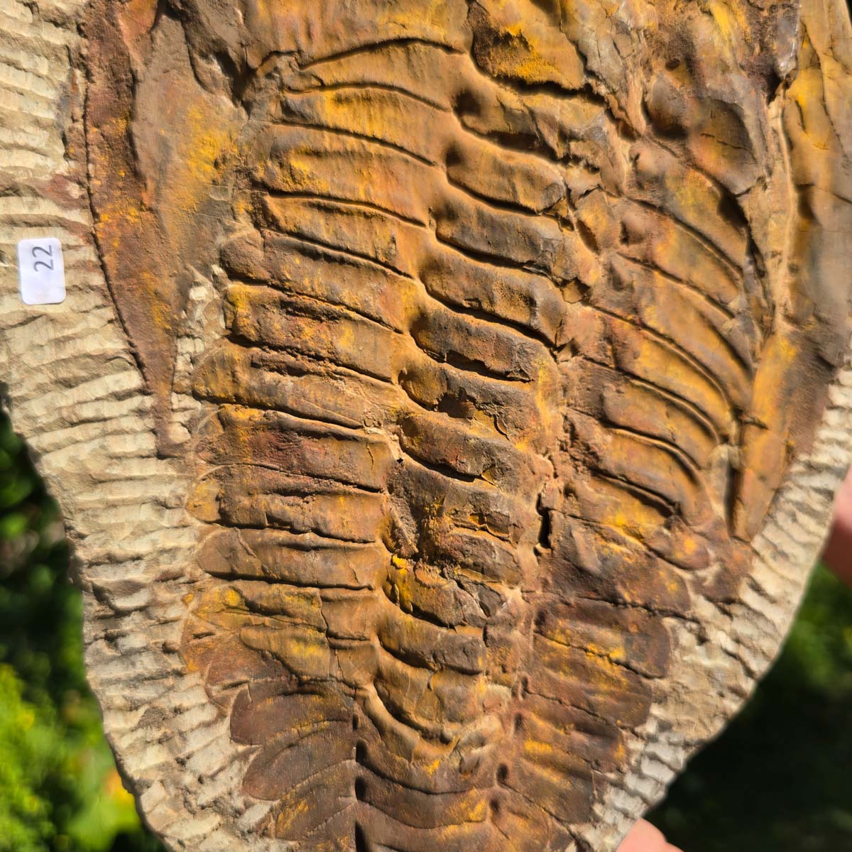 Echter Trilobit Fossil auf Matrix – Naturfund aus Marokko - handpräpariert - 30x21cm - Nr. 22
