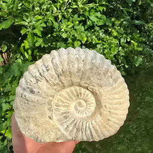 Ammonit - Echtes versteinertes Fossil - 100 Millionen Jahre alt - 16x13x6 cm - NR. 22