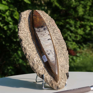 Orthoceras Fossil – 21x10cm geschliffene Platte aus Marokko - Nr. 22