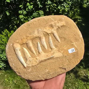 Mosasaurier Kiefer mit originalen Zähnen (Präpariert) – Fossil aus Marokko - 18x14cm - Nr. 22