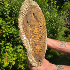 Echter Trilobit Fossil auf Matrix – Naturfund aus Marokko - handpräpariert - 30x21cm - Nr. 22