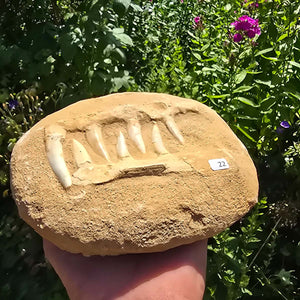 Mosasaurier Kiefer mit originalen Zähnen (Präpariert) – Fossil aus Marokko - 18x14cm - Nr. 22