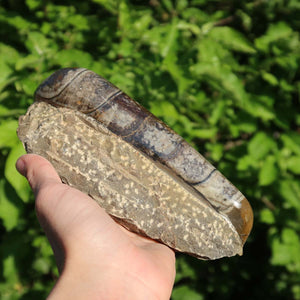 Orthoceras Fossil – 16x8cm geschliffene Platte aus Marokko - Nr. 23