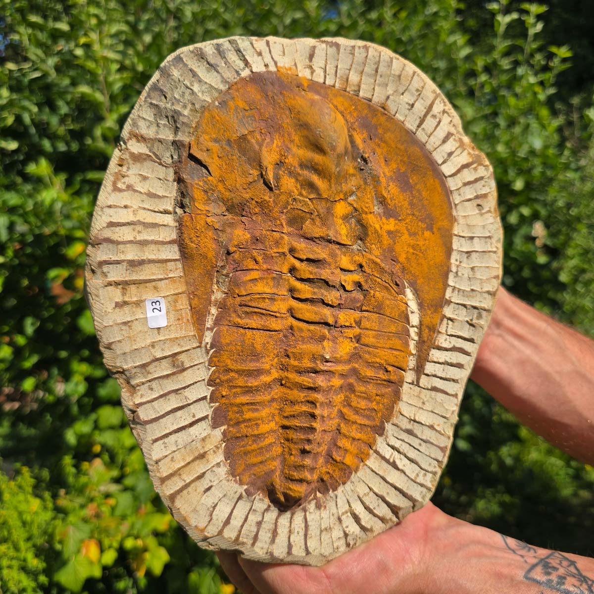 Echter Trilobit Fossil auf Matrix – Naturfund aus Marokko - handpräpariert - 26x21cm - Nr. 23