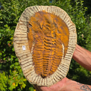 Echter Trilobit Fossil auf Matrix – Naturfund aus Marokko - handpräpariert - 26x21cm - Nr. 23