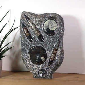 Ammonit - Versteinertes echtes Fossil mit Natursteinsockel, 40 x 25 cm - Nr. 23