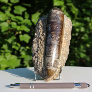 Orthoceras Fossil – 16x8cm geschliffene Platte aus Marokko - Nr. 23
