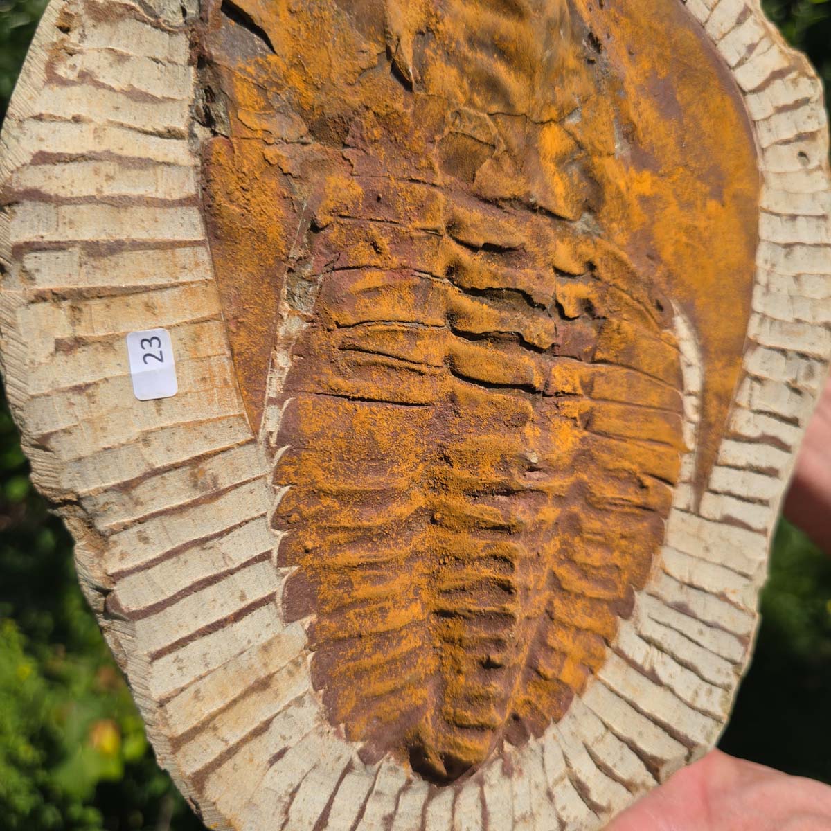 Echter Trilobit Fossil auf Matrix – Naturfund aus Marokko - handpräpariert - 26x21cm - Nr. 23