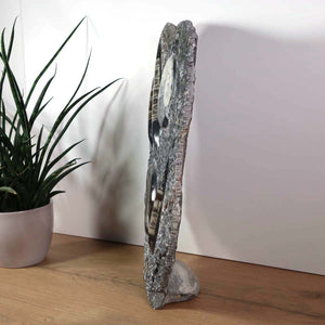 Ammonit - Versteinertes echtes Fossil mit Natursteinsockel, 40 x 25 cm - Nr. 23
