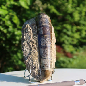 Orthoceras Fossil – 16x8cm geschliffene Platte aus Marokko - Nr. 23