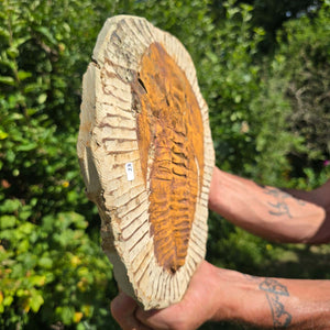 Echter Trilobit Fossil auf Matrix – Naturfund aus Marokko - handpräpariert - 26x21cm - Nr. 23