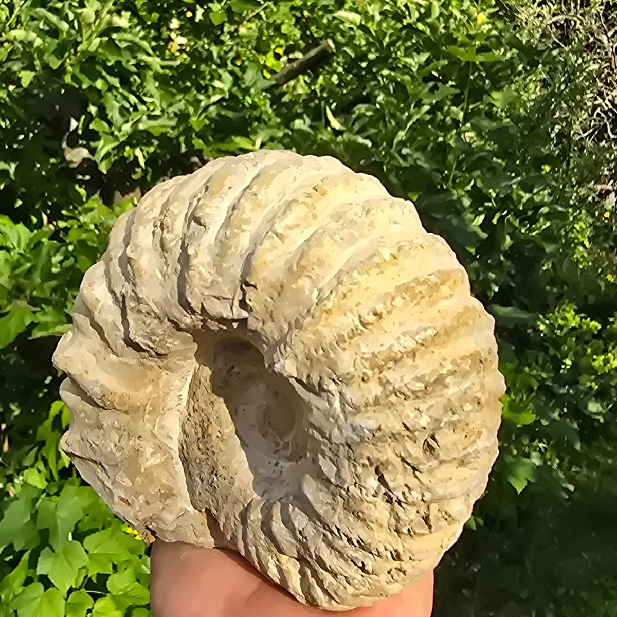 Ammonit - Echtes versteinertes Fossil - 100 Millionen Jahre alt - 17x13x8 cm - NR. 23