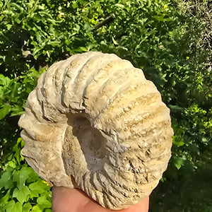 Ammonit - Echtes versteinertes Fossil - 100 Millionen Jahre alt - 17x13x8 cm - NR. 23