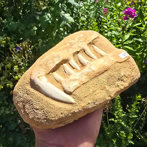 Mosasaurier Kiefer mit originalen Zähnen (Präpariert) – Fossil aus Marokko - 18x13cm - Nr. 23
