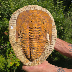 Echter Trilobit Fossil auf Matrix – Naturfund aus Marokko - handpräpariert - 27x21cm - Nr. 24